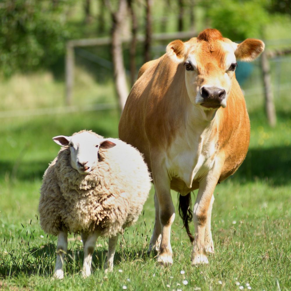 Livestock